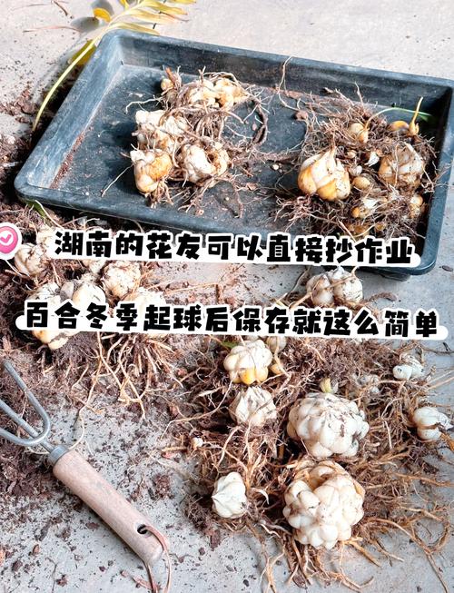 百合养一年就会死吗，怎么养百合活的长？百合能活多久一年开几次花？-第3张图片-优品飞百科