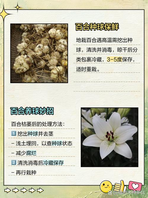 百合养一年就会死吗，怎么养百合活的长？百合能活多久一年开几次花？-第4张图片-优品飞百科