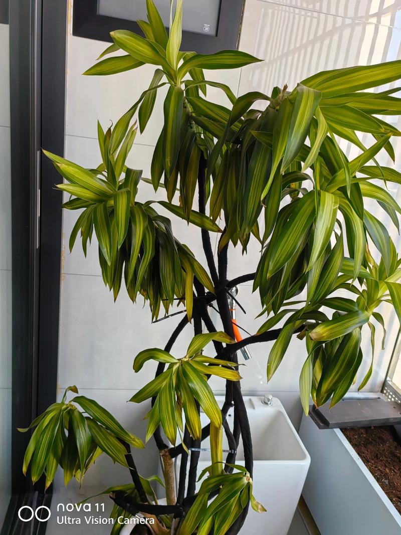 百合养一年就会死吗，怎么养百合活的长？百合能活多久一年开几次花？-第5张图片-优品飞百科