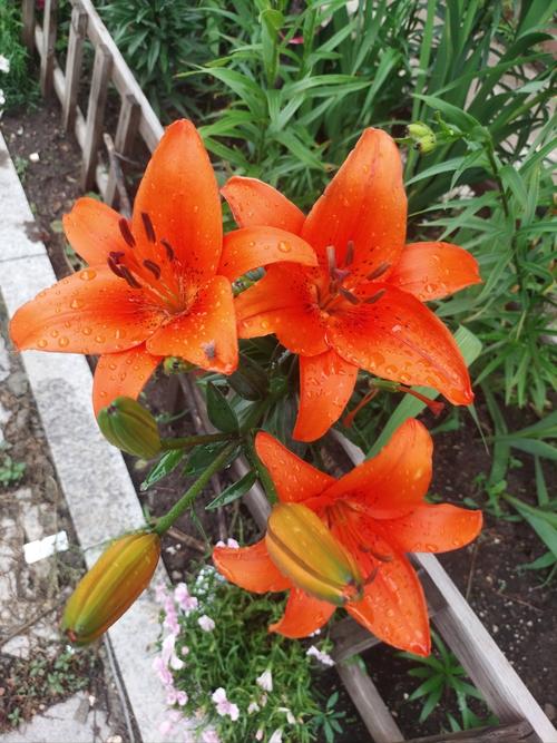 百合养一年就会死吗，怎么养百合活的长？百合能活多久一年开几次花？-第6张图片-优品飞百科