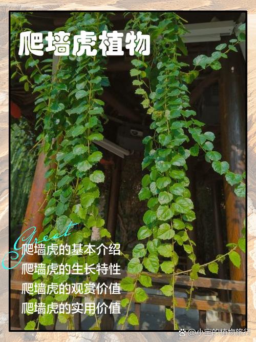 爬山虎是什么，爬山虎的样子？爬山虎的样子是怎样的？-第1张图片-优品飞百科