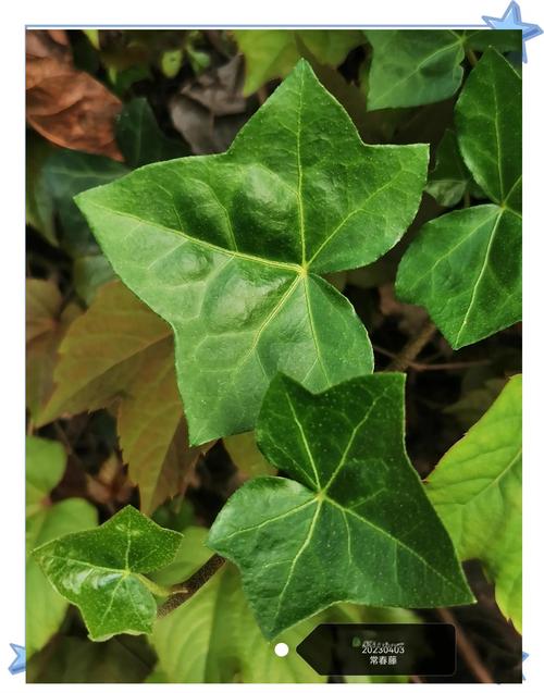 爬山虎是什么，爬山虎的样子？爬山虎的样子是怎样的？-第2张图片-优品飞百科