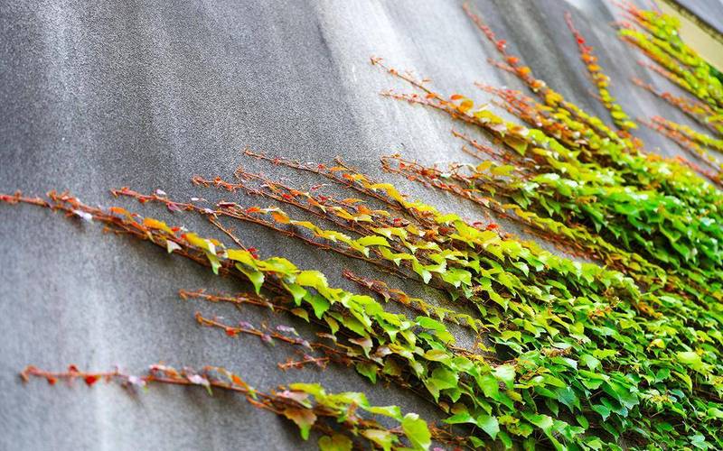 爬山虎是什么，爬山虎的样子？爬山虎的样子是怎样的？-第7张图片-优品飞百科