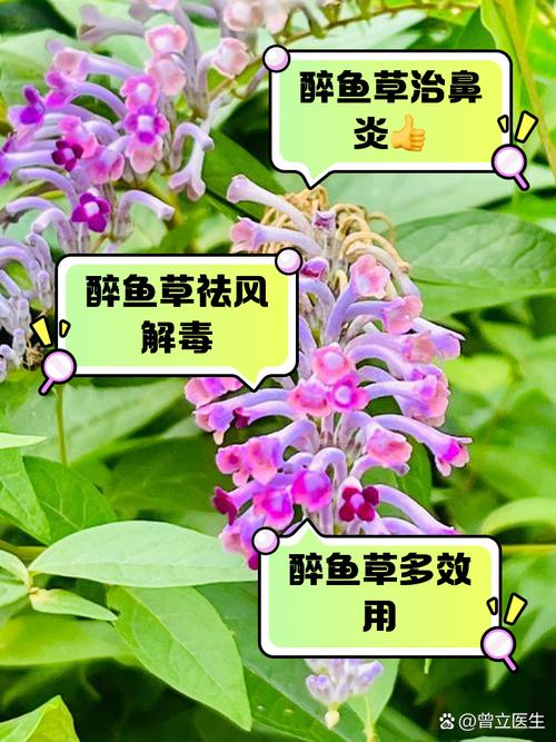 醉鱼草花语是什么？醉鱼草长什么样子有什么特征?？-第1张图片-优品飞百科