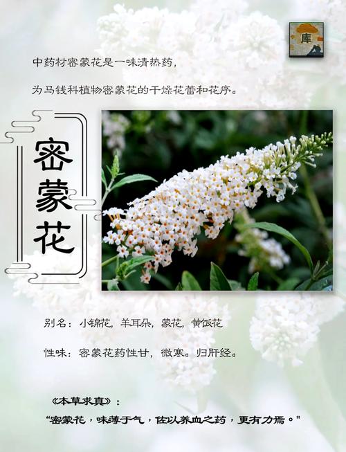 醉鱼草花语是什么？醉鱼草长什么样子有什么特征?？-第2张图片-优品飞百科