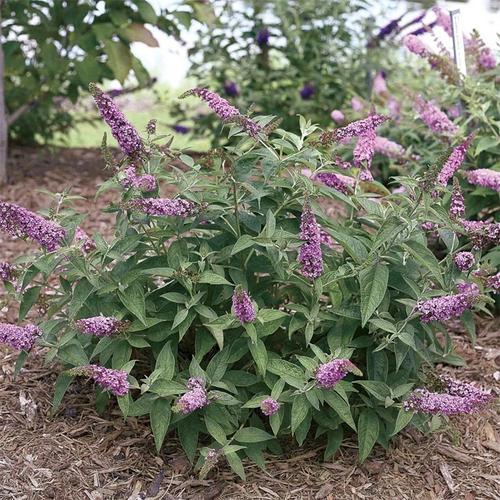 醉鱼草花语是什么？醉鱼草长什么样子有什么特征?？-第4张图片-优品飞百科