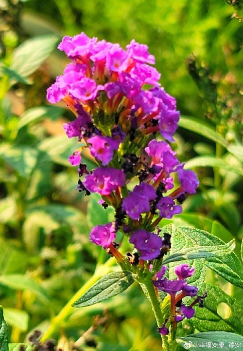 醉鱼草花语是什么？醉鱼草长什么样子有什么特征?？-第5张图片-优品飞百科