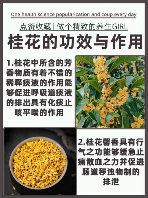 桂花有什么作用，桂花有什么作用和功效-第1张图片-优品飞百科