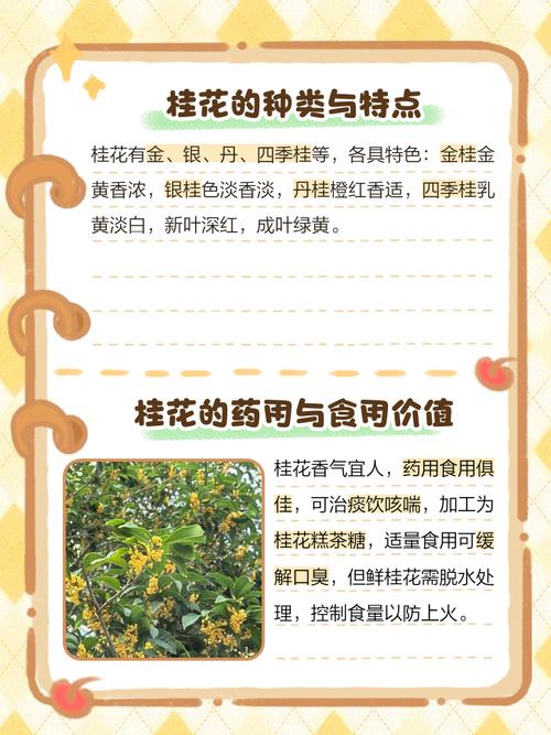 桂花有什么作用，桂花有什么作用和功效-第3张图片-优品飞百科