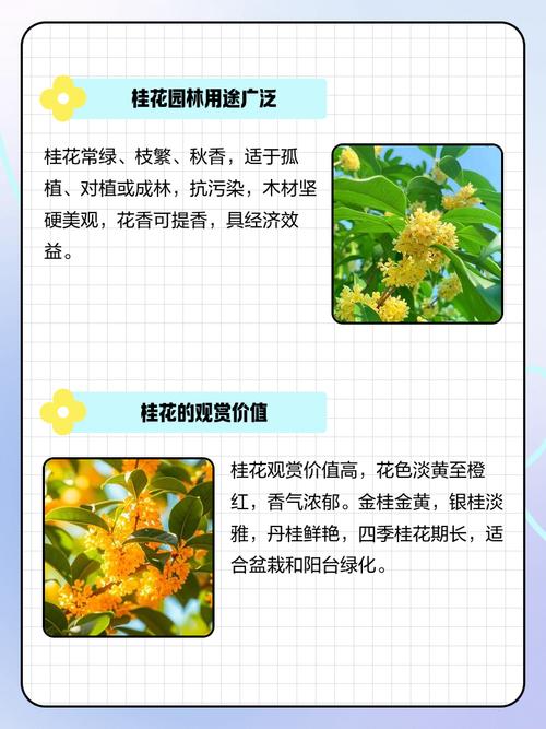 桂花有什么作用，桂花有什么作用和功效-第4张图片-优品飞百科