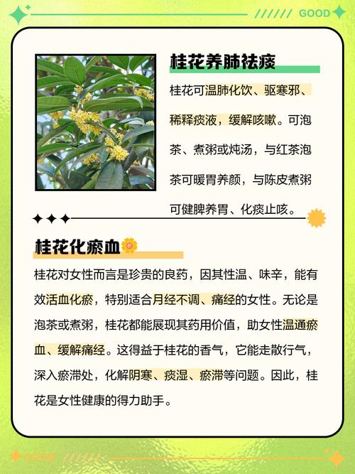 桂花有什么作用，桂花有什么作用和功效-第5张图片-优品飞百科