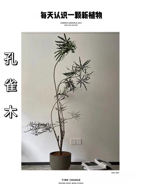 包含孔雀木的功效和作用的词条-第1张图片-优品飞百科