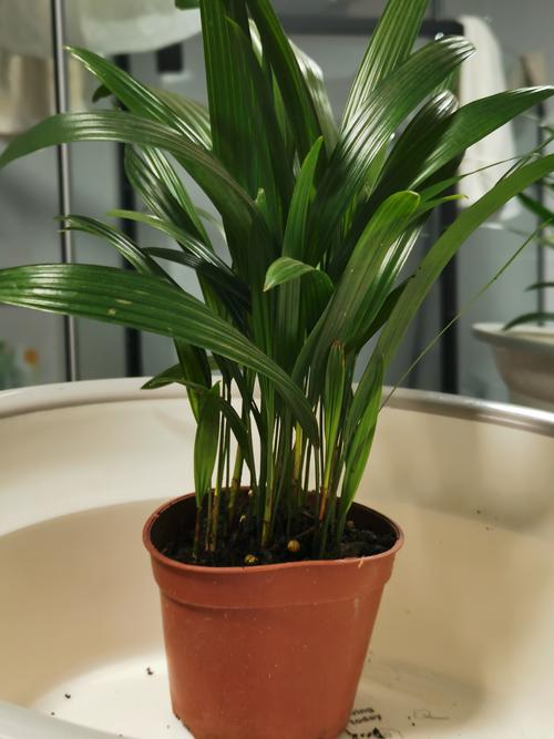 包含孔雀木的功效和作用的词条-第2张图片-优品飞百科