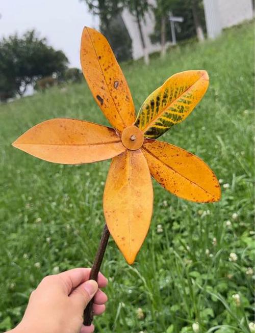 包含孔雀木的功效和作用的词条-第3张图片-优品飞百科