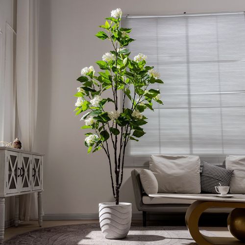 包含孔雀木的功效和作用的词条-第4张图片-优品飞百科