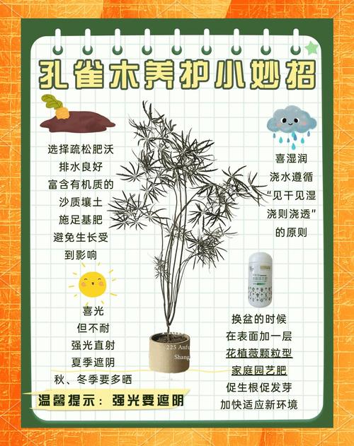 包含孔雀木的功效和作用的词条-第5张图片-优品飞百科