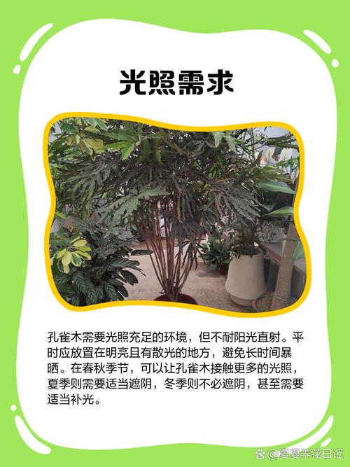 包含孔雀木的功效和作用的词条-第6张图片-优品飞百科