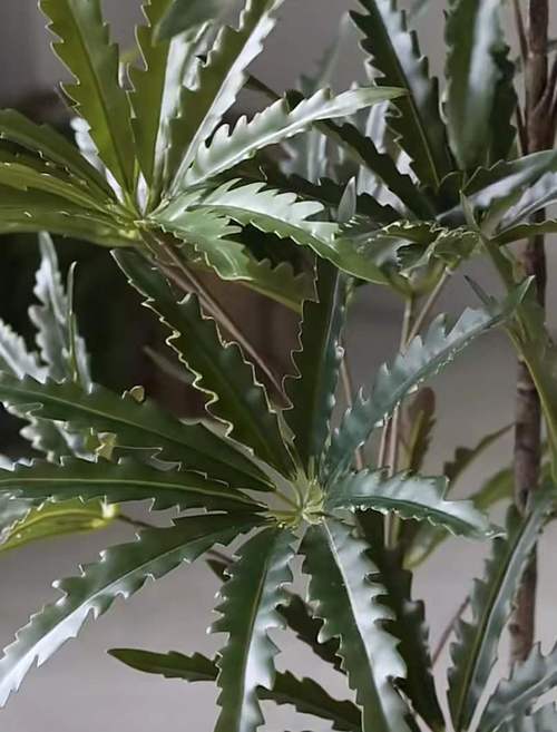 包含孔雀木的功效和作用的词条-第7张图片-优品飞百科