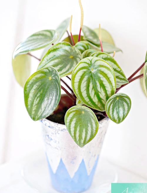 包含孔雀木的功效和作用的词条-第8张图片-优品飞百科