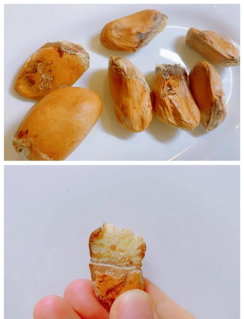 榴莲籽可以吃吗，核可以吃吗，榴莲籽能干啥用？-第4张图片-优品飞百科