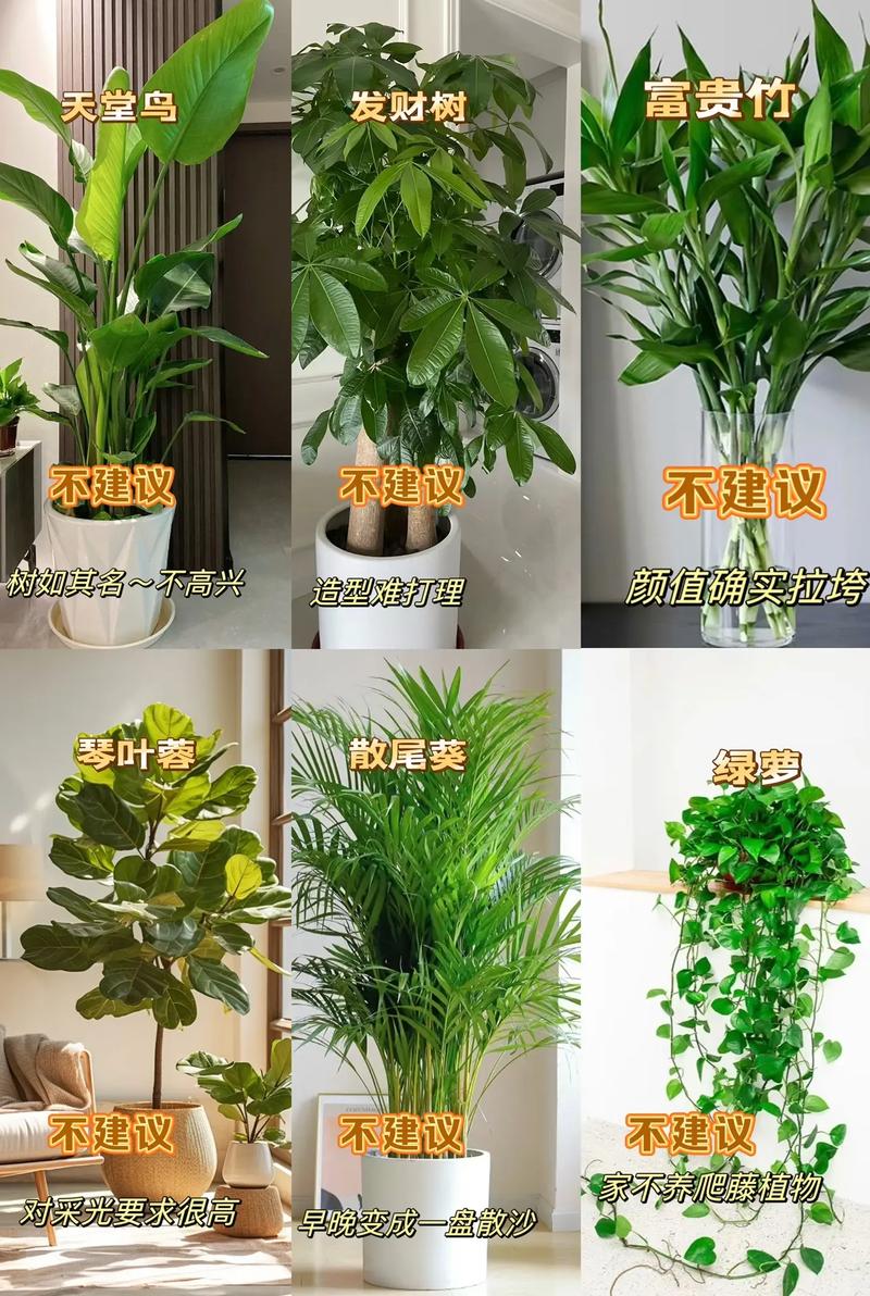 家里摆了这盆花，越住越难受！，家里摆花有什么寓意？