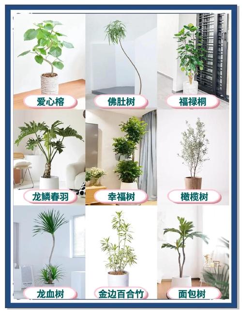 家里摆了这盆花,越住越难受!,家里摆花有什么寓意?-第5张图片-优品飞百科 家里摆了这盆花,越住越难受!,家里摆花有什么寓意?-第5张图片-优品飞百科