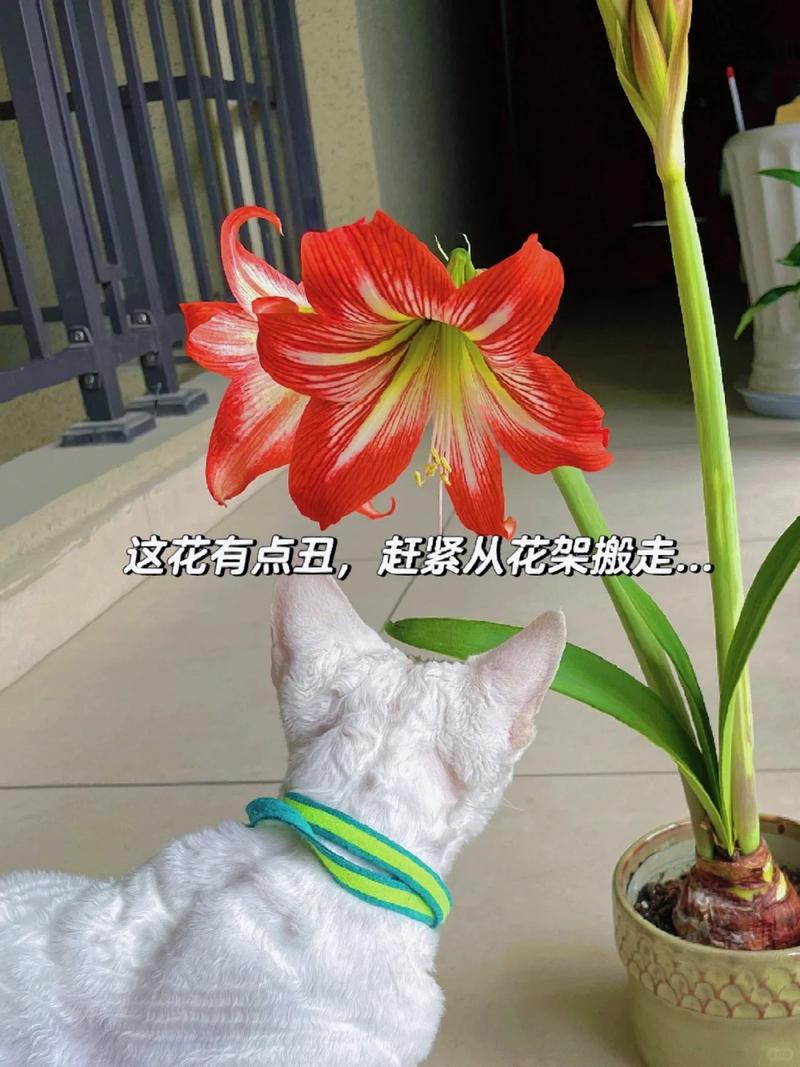 家里摆了这盆花,越住越难受!,家里摆花有什么寓意?-第7张图片-优品飞百科 家里摆了这盆花,越住越难受!,家里摆花有什么寓意?-第7张图片-优品飞百科