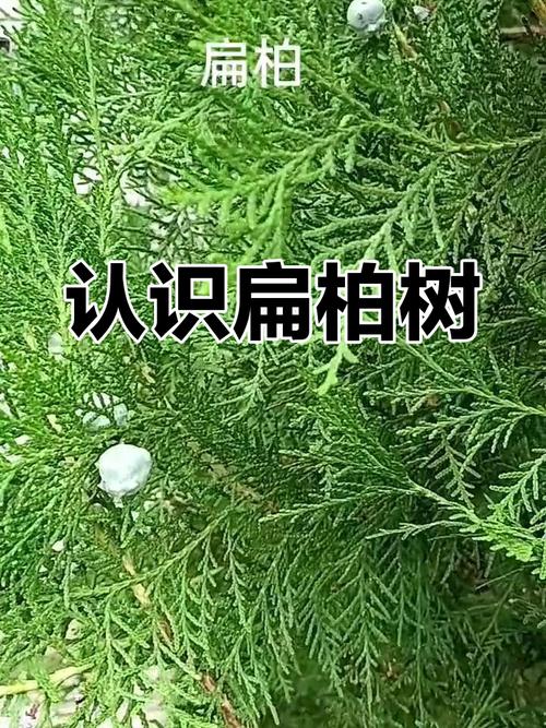 扁柏的功效与作用禁忌？扁柏别名？-第1张图片-优品飞百科