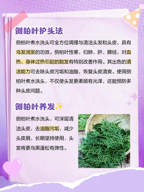 扁柏的功效与作用禁忌？扁柏别名？-第3张图片-优品飞百科
