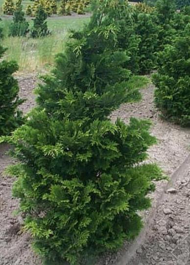 扁柏的功效与作用禁忌？扁柏别名？-第4张图片-优品飞百科