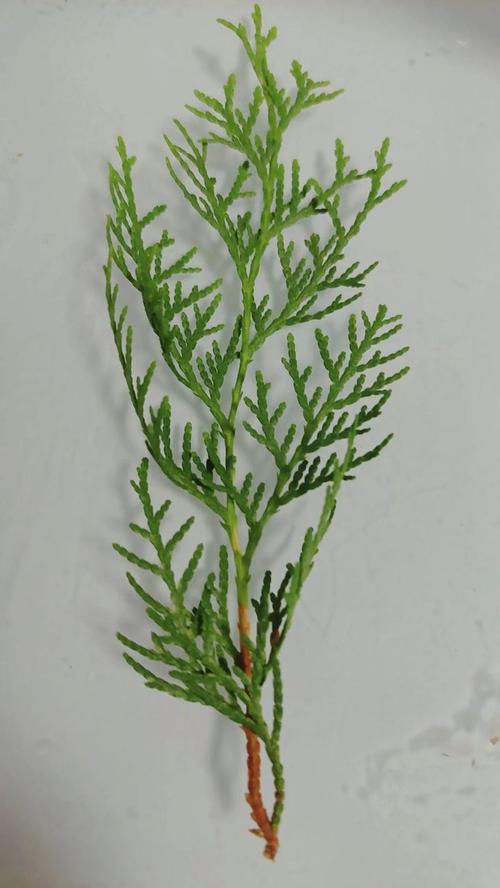 扁柏的功效与作用禁忌？扁柏别名？-第6张图片-优品飞百科