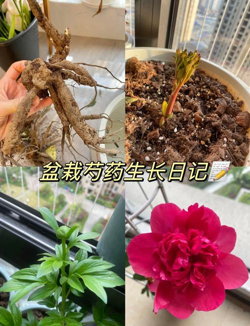 草芍药的养殖方法,草本芍药-第1张图片-优品飞百科 草芍药的养殖方法,草本芍药-第1张图片-优品飞百科