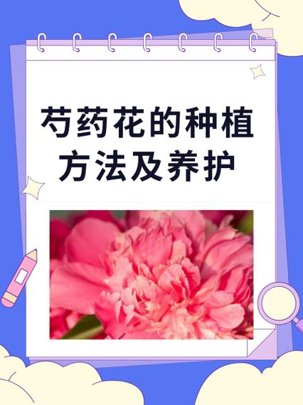 草芍药的养殖方法,草本芍药-第2张图片-优品飞百科 草芍药的养殖方法,草本芍药-第2张图片-优品飞百科