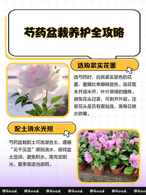 草芍药的养殖方法,草本芍药-第4张图片-优品飞百科 草芍药的养殖方法,草本芍药-第4张图片-优品飞百科