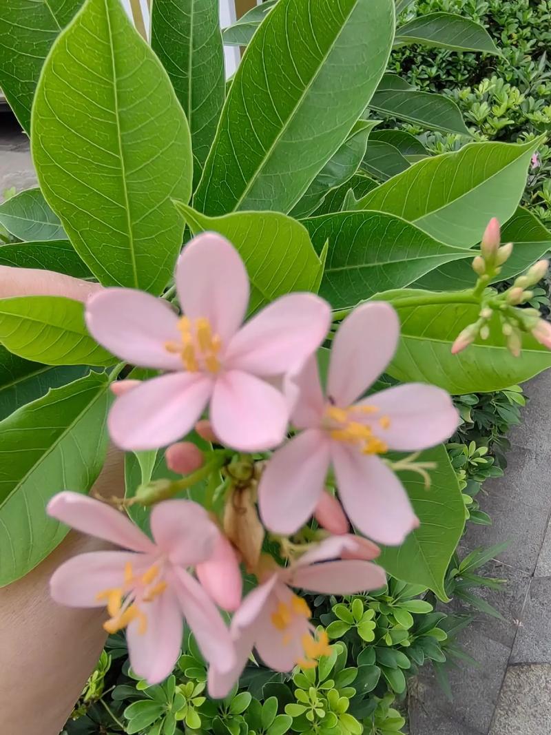 琴叶珊瑚有毒吗，琴叶珊瑚花有毒吗-第1张图片-优品飞百科