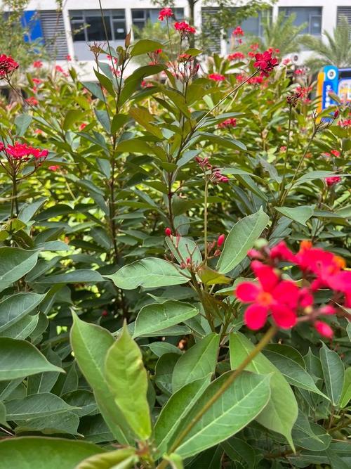 琴叶珊瑚有毒吗，琴叶珊瑚花有毒吗-第2张图片-优品飞百科