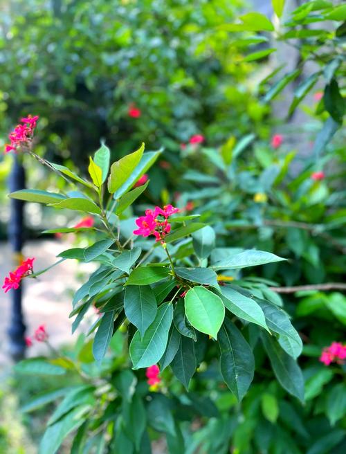 琴叶珊瑚有毒吗，琴叶珊瑚花有毒吗-第3张图片-优品飞百科