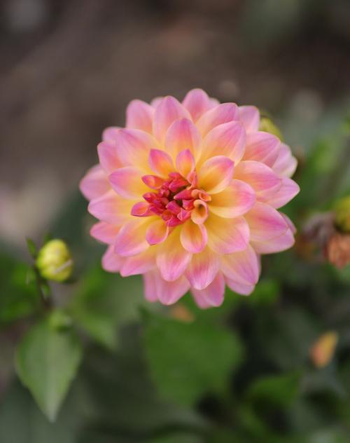 琴叶珊瑚有毒吗，琴叶珊瑚花有毒吗-第4张图片-优品飞百科