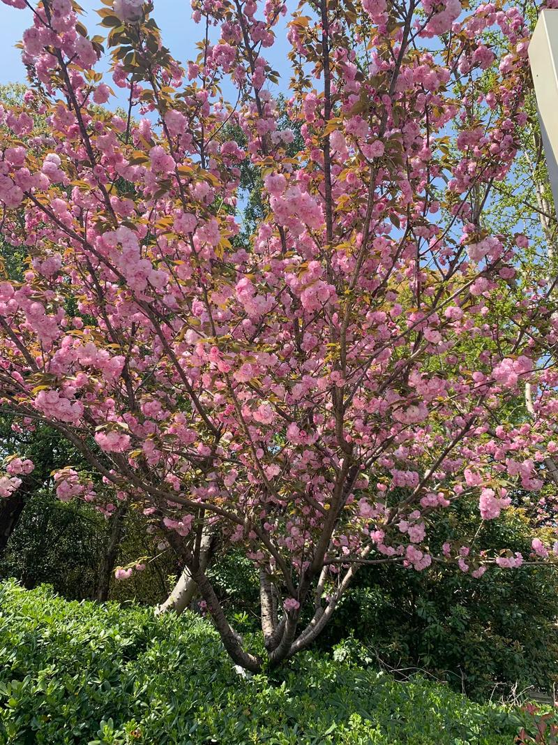 琴叶珊瑚有毒吗，琴叶珊瑚花有毒吗-第5张图片-优品飞百科