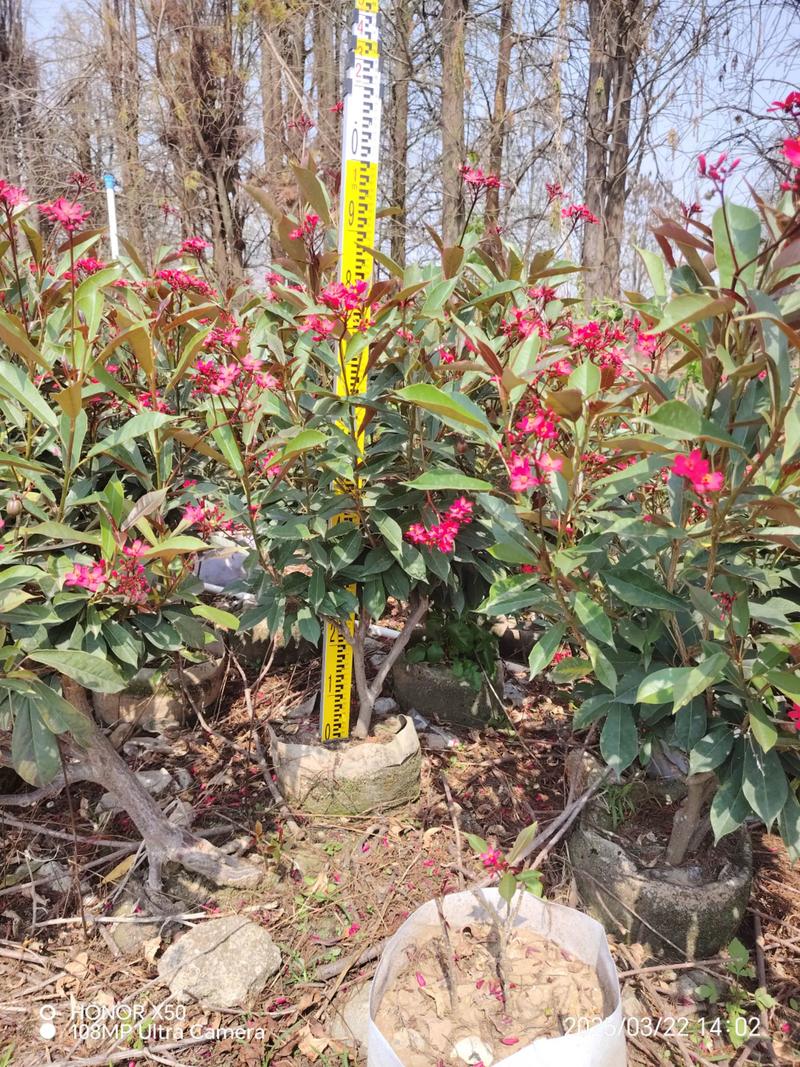 琴叶珊瑚有毒吗，琴叶珊瑚花有毒吗-第7张图片-优品飞百科