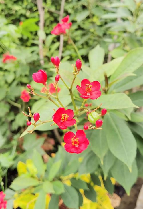 琴叶珊瑚有毒吗，琴叶珊瑚花有毒吗-第8张图片-优品飞百科