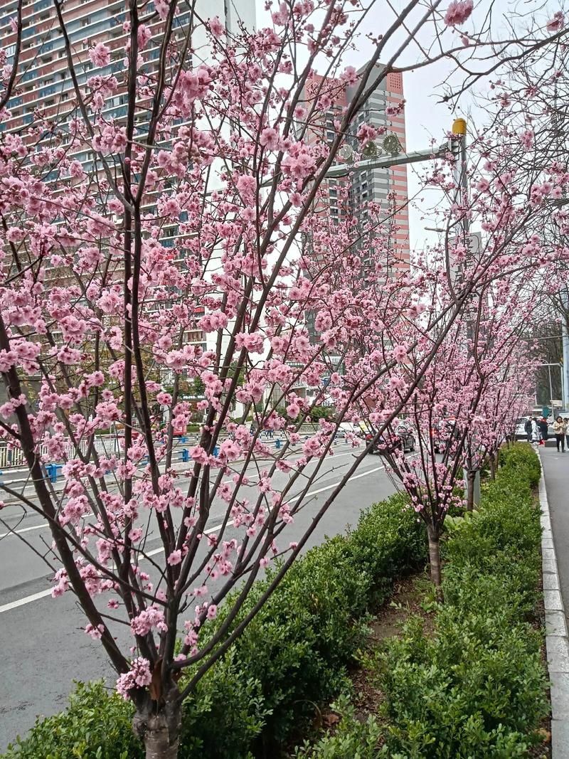 包含铜川适合养什么花，市花和市树是什么的词条-第1张图片-优品飞百科