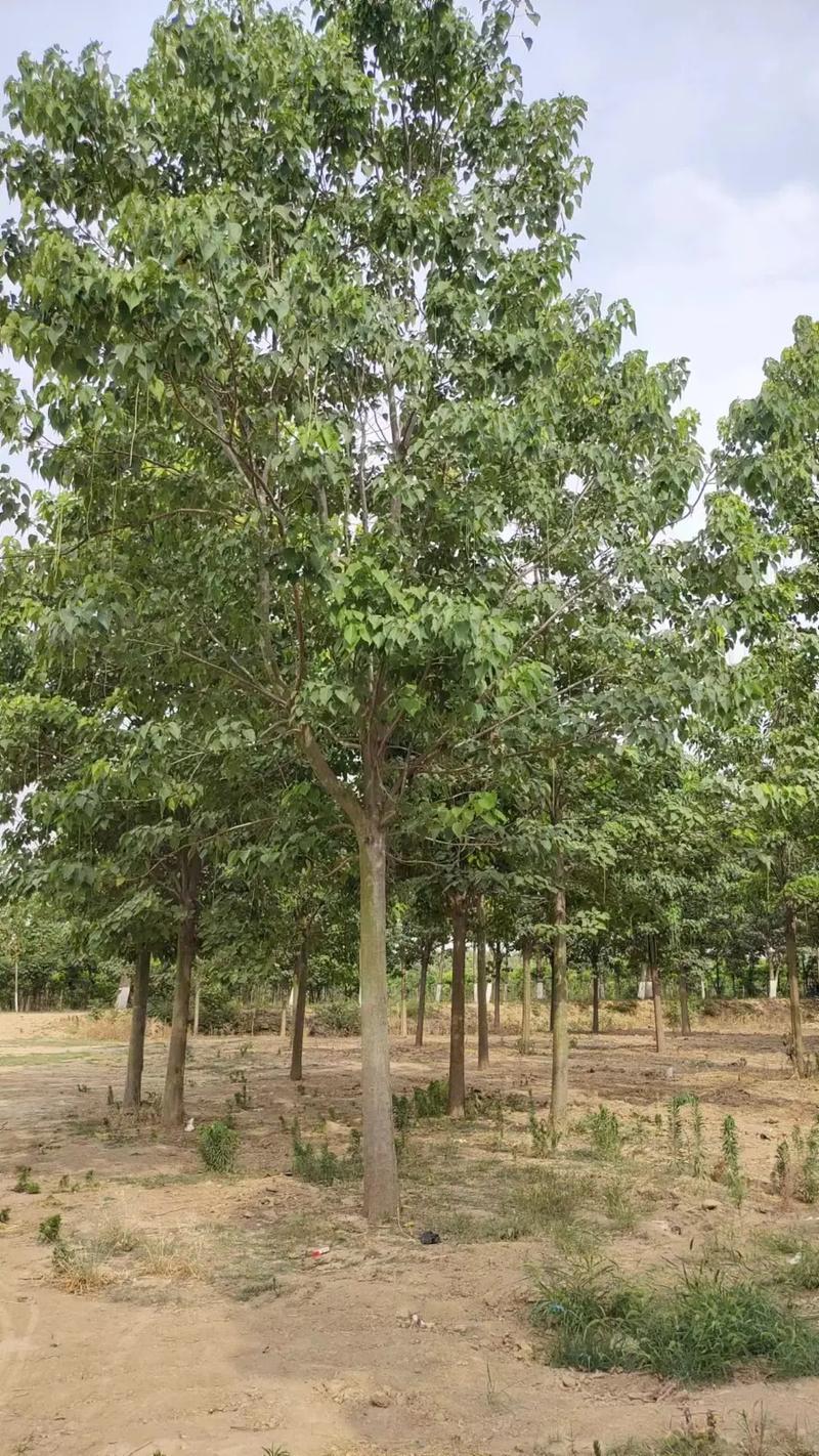 包含铜川适合养什么花，市花和市树是什么的词条-第2张图片-优品飞百科