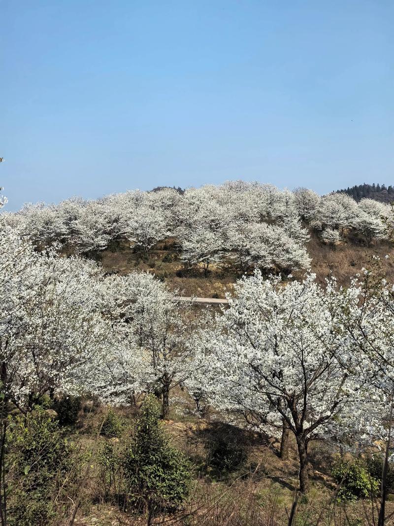 包含铜川适合养什么花，市花和市树是什么的词条-第3张图片-优品飞百科