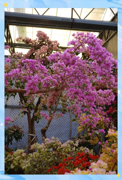 包含铜川适合养什么花，市花和市树是什么的词条-第4张图片-优品飞百科