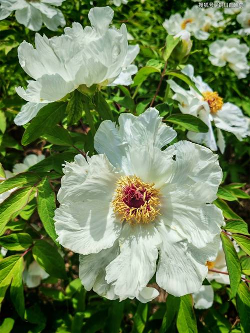 包含铜川适合养什么花，市花和市树是什么的词条-第6张图片-优品飞百科