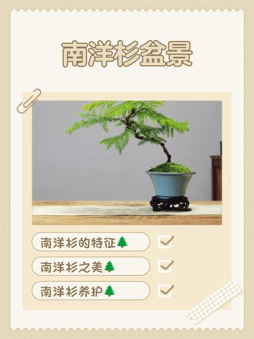 南洋杉适合在屋养吗？南洋杉盆景家里能养吗？-第1张图片-优品飞百科