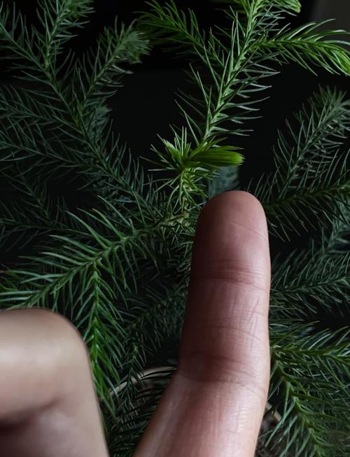 南洋杉适合在屋养吗？南洋杉盆景家里能养吗？-第2张图片-优品飞百科