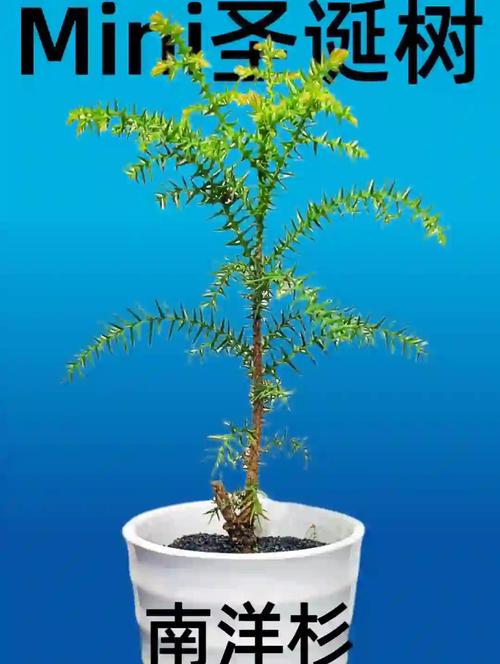 南洋杉适合在屋养吗？南洋杉盆景家里能养吗？-第3张图片-优品飞百科