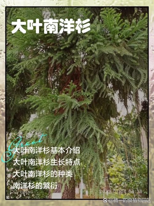 南洋杉适合在屋养吗？南洋杉盆景家里能养吗？-第4张图片-优品飞百科